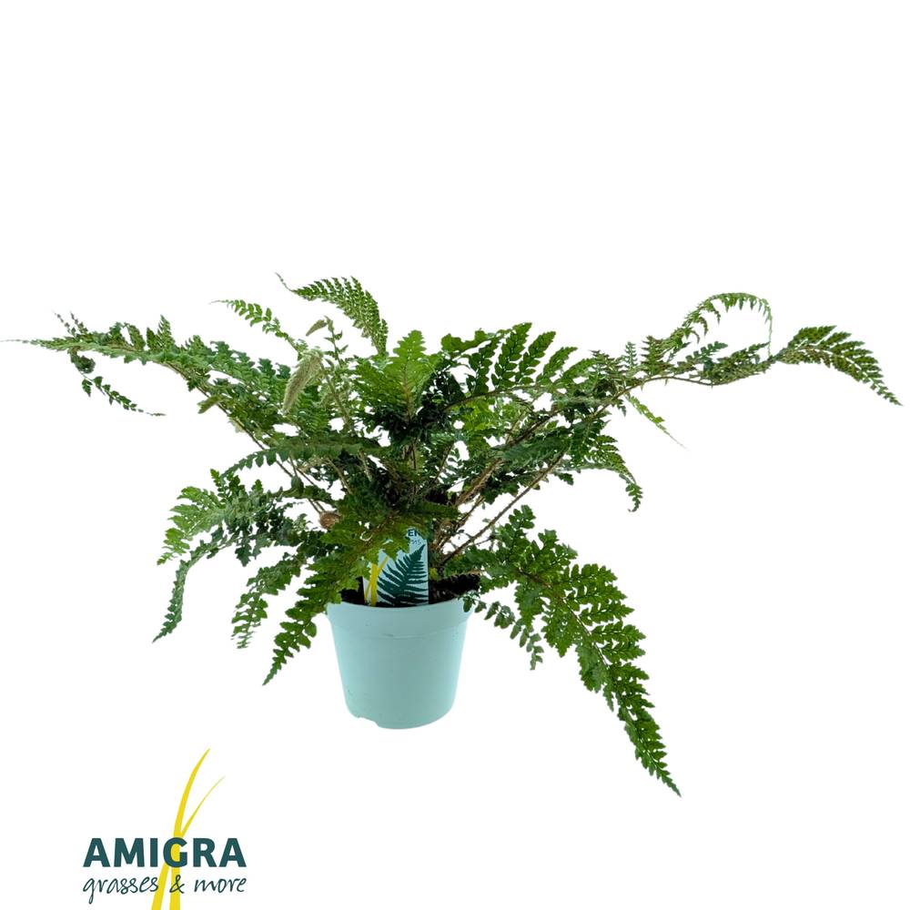 Polystichum Jade Garten T17 H40