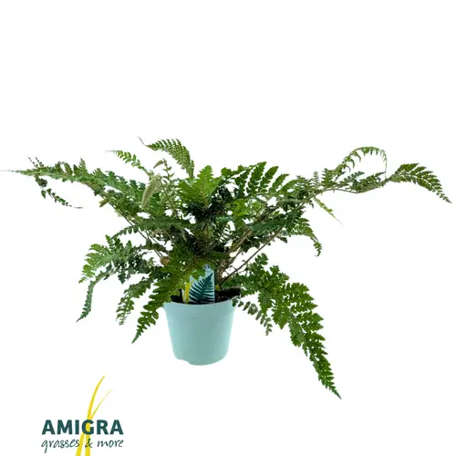 Polystichum Jade Garten T17 H40
