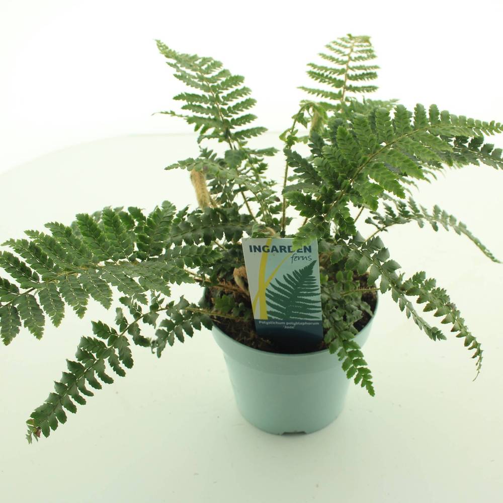 Polystichum Jade Garten T17 H40