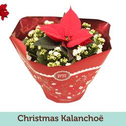 Kalanchoe Gef. weiss Schale +Poinsettia rot T23 H027