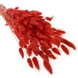 Lagurus rot Gebleicht 70cm 100Gramm