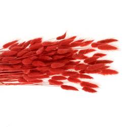 Lagurus rot Gebleicht 70cm 100Gramm