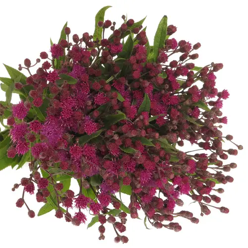 Vernonia lila 75cm