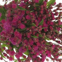 Vernonia lila 75cm