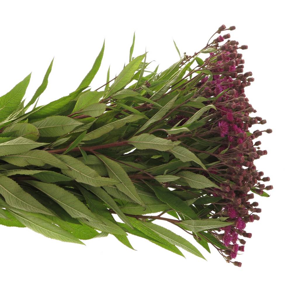 Vernonia lila 75cm