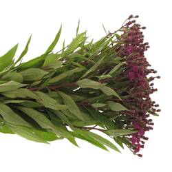 Vernonia lila 75cm