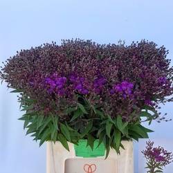 Vernonia dunkel lila 75cm