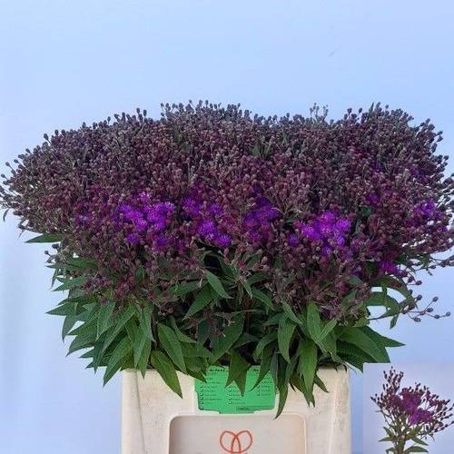 Vernonia dunkel lila 75cm