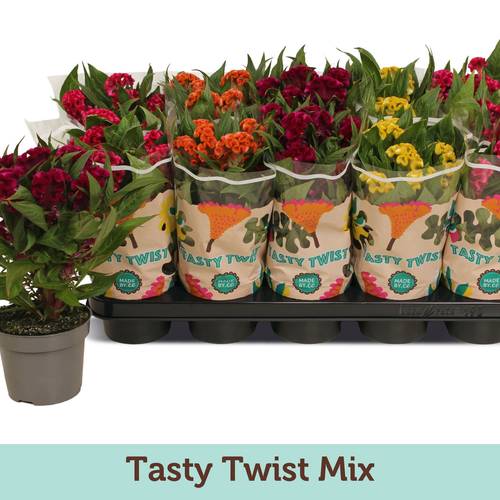 Celosia mix Tasty Twisted T12 H030