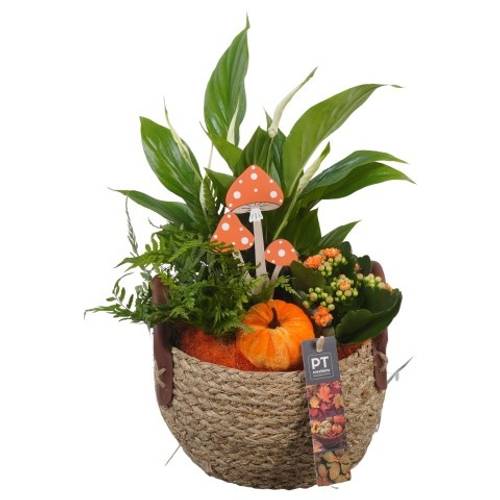 Spath.Arr PTHI5411 Herbst T17 H033