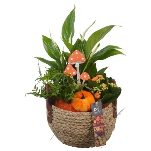 Spath.Arr PTHI5411 Herbst T17 H033