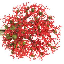 Jatropha rot Firecrack 50cm