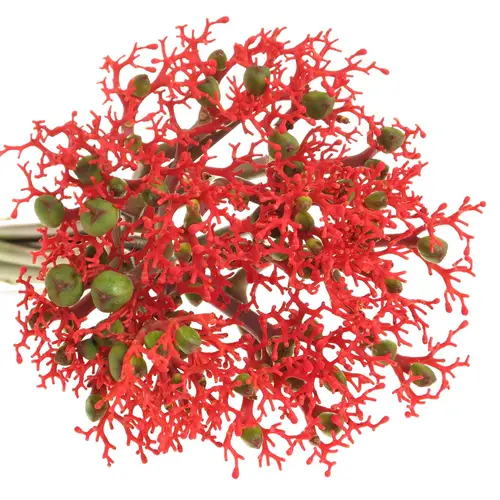 Jatropha rot Firecrack 50cm
