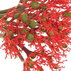 Jatropha rot Firecrack 50cm