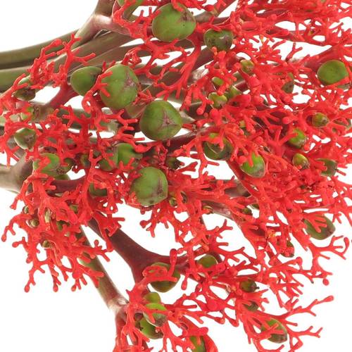 Jatropha rot Firecrack 50cm