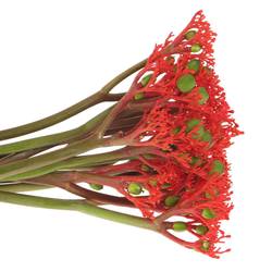 Jatropha rot Firecrack 50cm