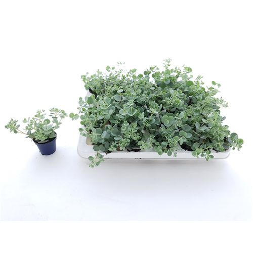 Sedum Sieboldii T05,5 H07