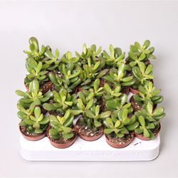 Crassula Convolu T05 H10