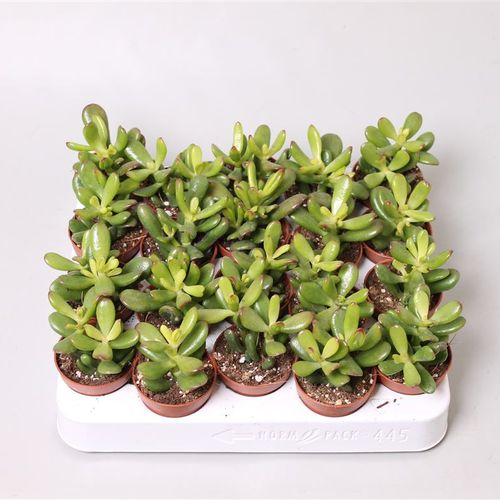 Crassula Convolu T05 H10