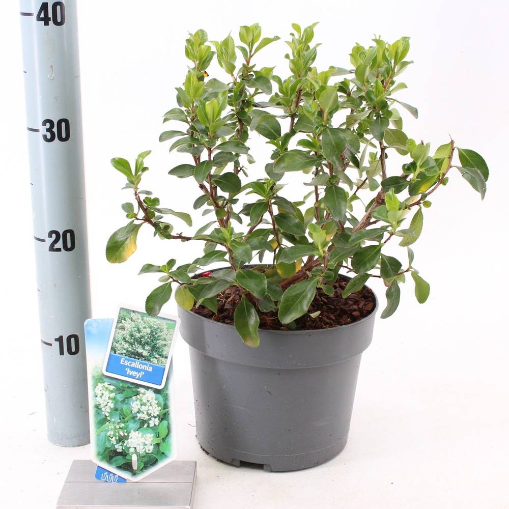 Escallonia weiss Iveyi T19 H045