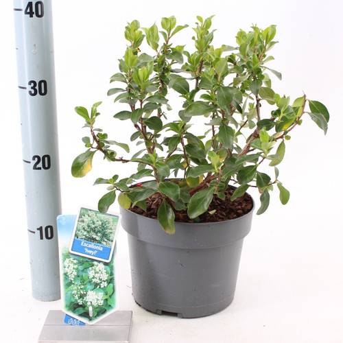 Escallonia weiss Iveyi T19 H045