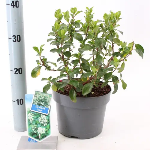 Escallonia weiss Iveyi T19 H045