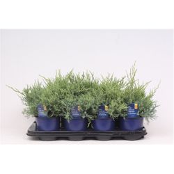 Juniperus Glauca T13 H20