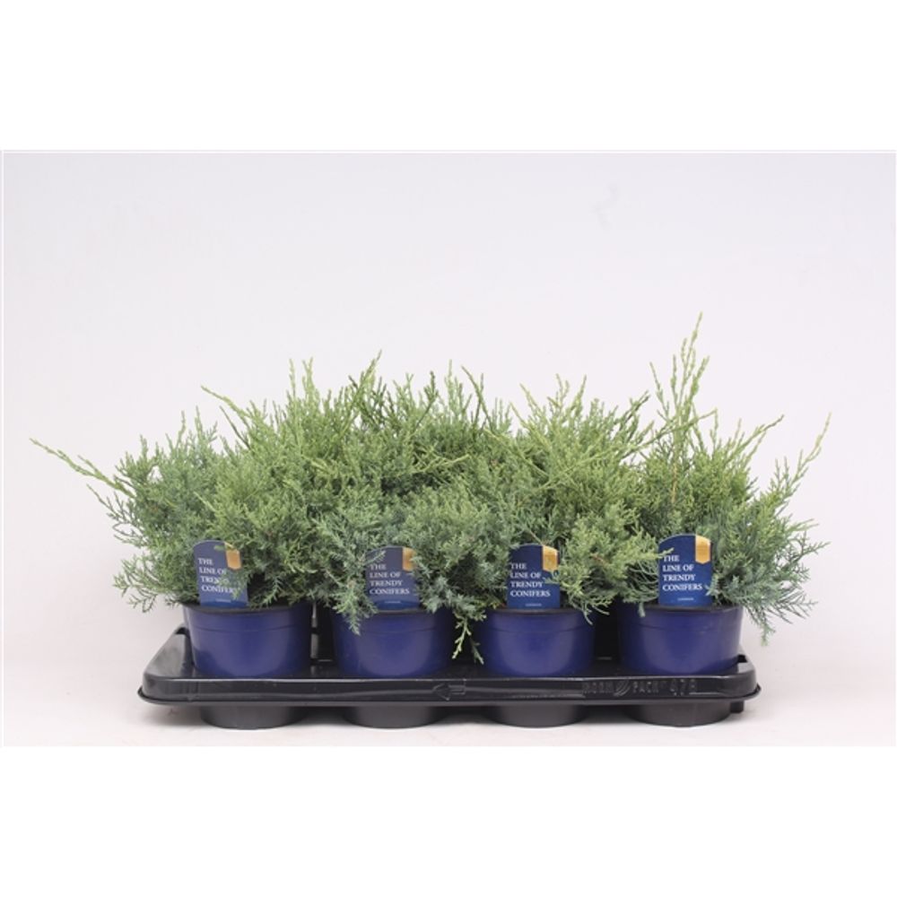 Juniperus Glauca T13 H20