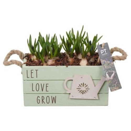 Muscari.Arr PTMB6268 T20 H017