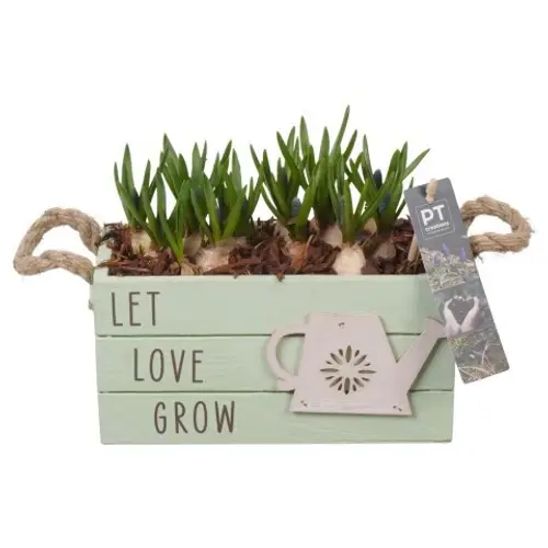 Muscari.Arr PTMB6268 T20 H017