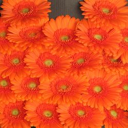 Germini orange Max