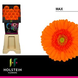 Germini orange Max