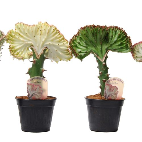 Euphorbia Lactea mix T10,5 H30