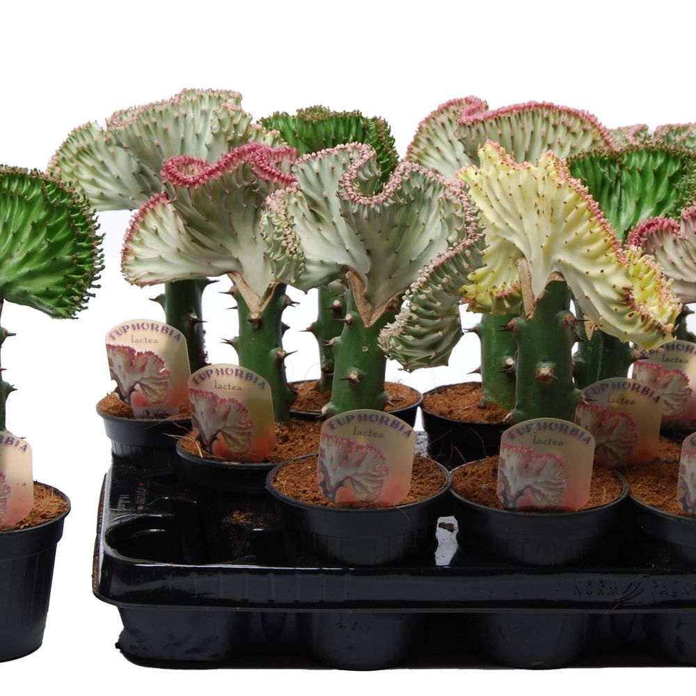Euphorbia Lactea mix T10,5 H30