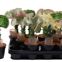 Euphorbia Lactea mix T10,5 H30