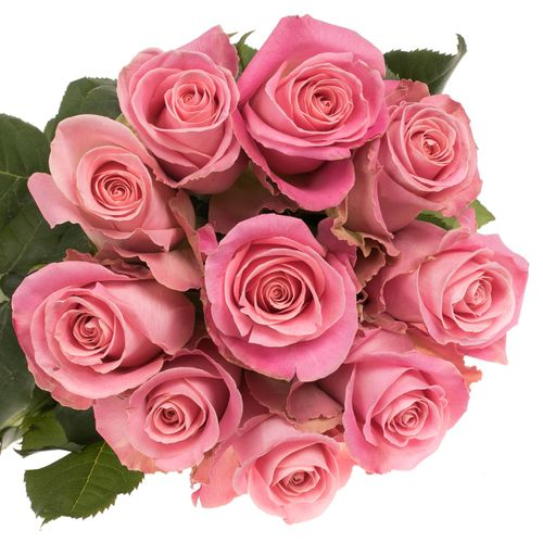 Rose rosa Hermosa (Ec) 50cm X10