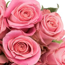Rose rosa Hermosa (Ec) 50cm X10