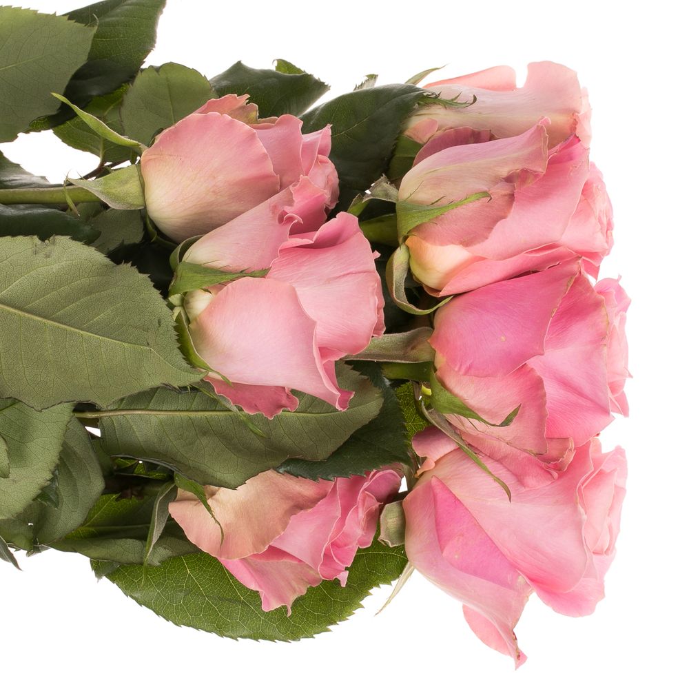 Rose rosa Hermosa (Ec) 50cm X10