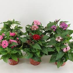 Pentas mix T12 H030