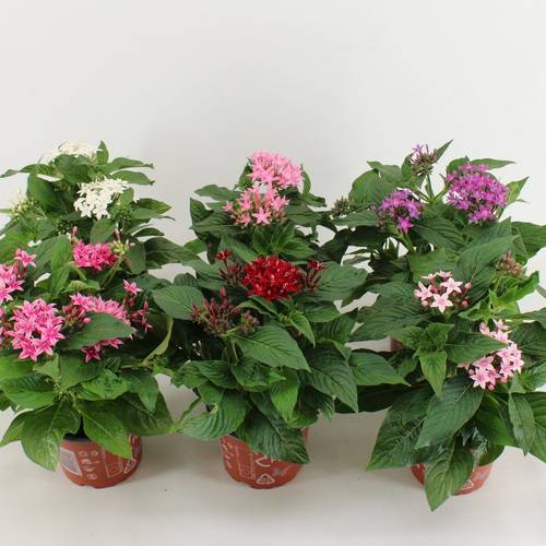 Pentas mix T12 H030