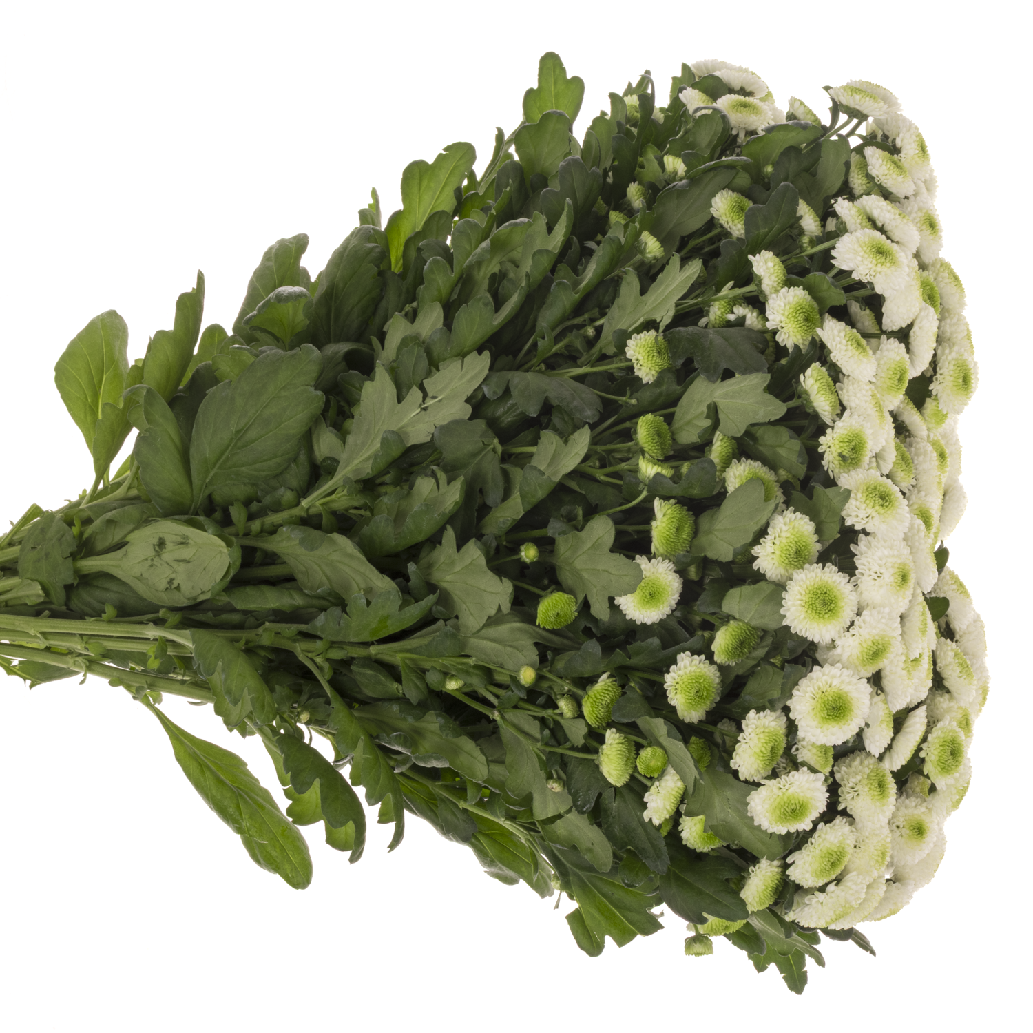 Santini weiss/gr MaverickEX 1400 Gramm 55cm