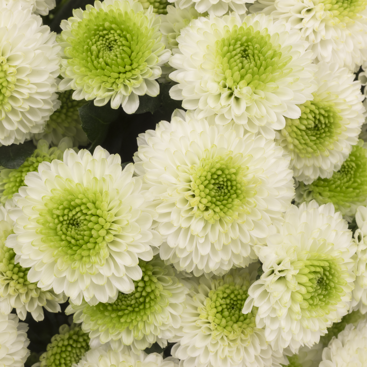 Santini weiss/gr MaverickEX 1400 Gramm 55cm