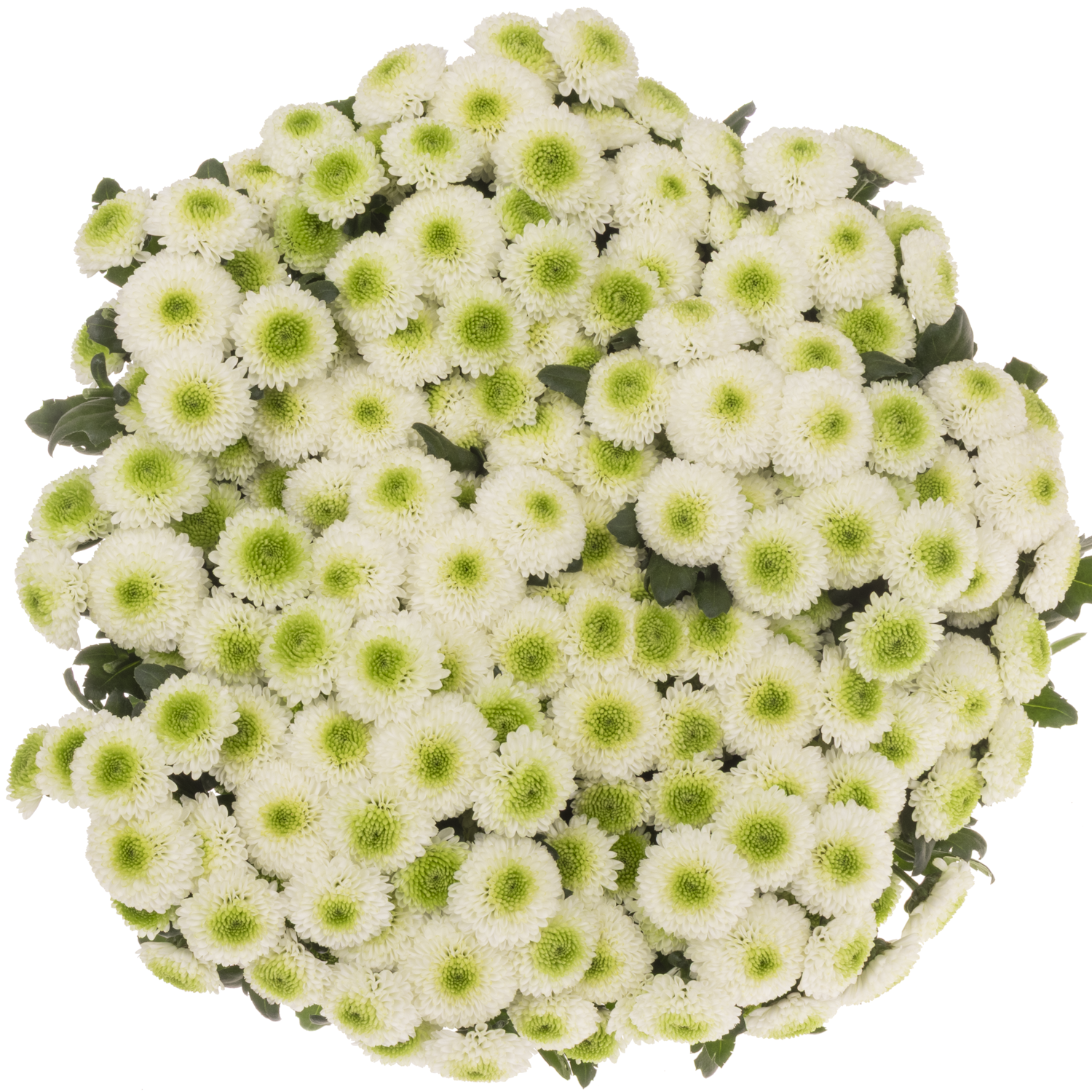 Santini weiss/gr MaverickEX 1400 Gramm 55cm