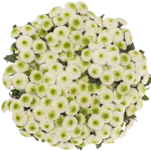 Santini weiss/gr MaverickEX 1400 Gramm 55cm