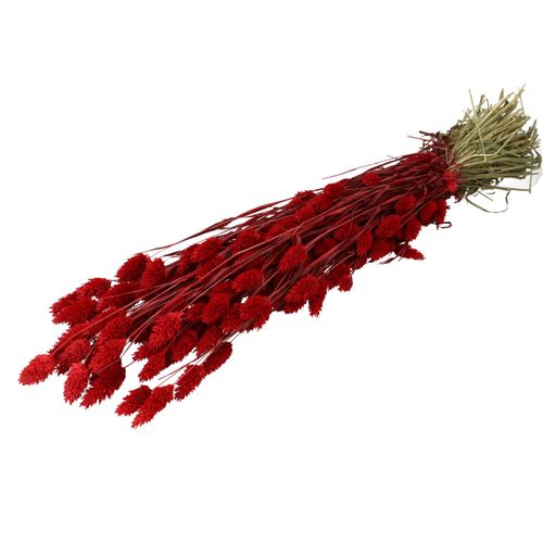 Trocken Phalaris rot L70cm