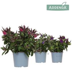 Hebe mix Addenda Donna T12 H030