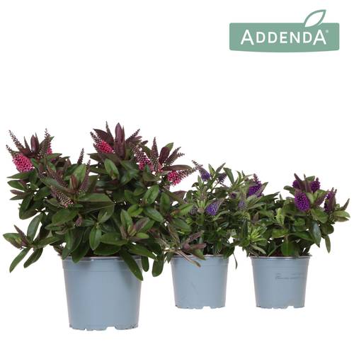 Hebe mix Addenda Donna T12 H030