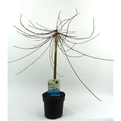 Salix Voorthaus T14 H60