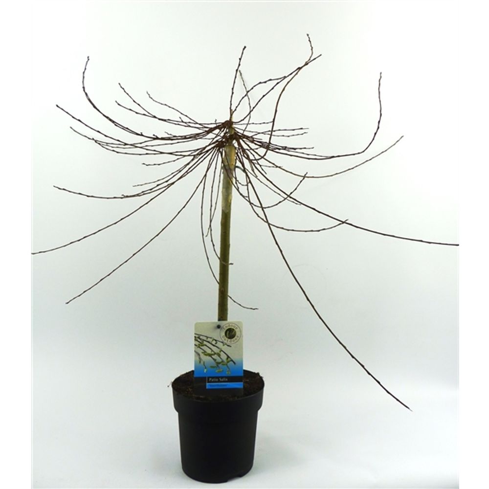 Salix Voorthaus T14 H60