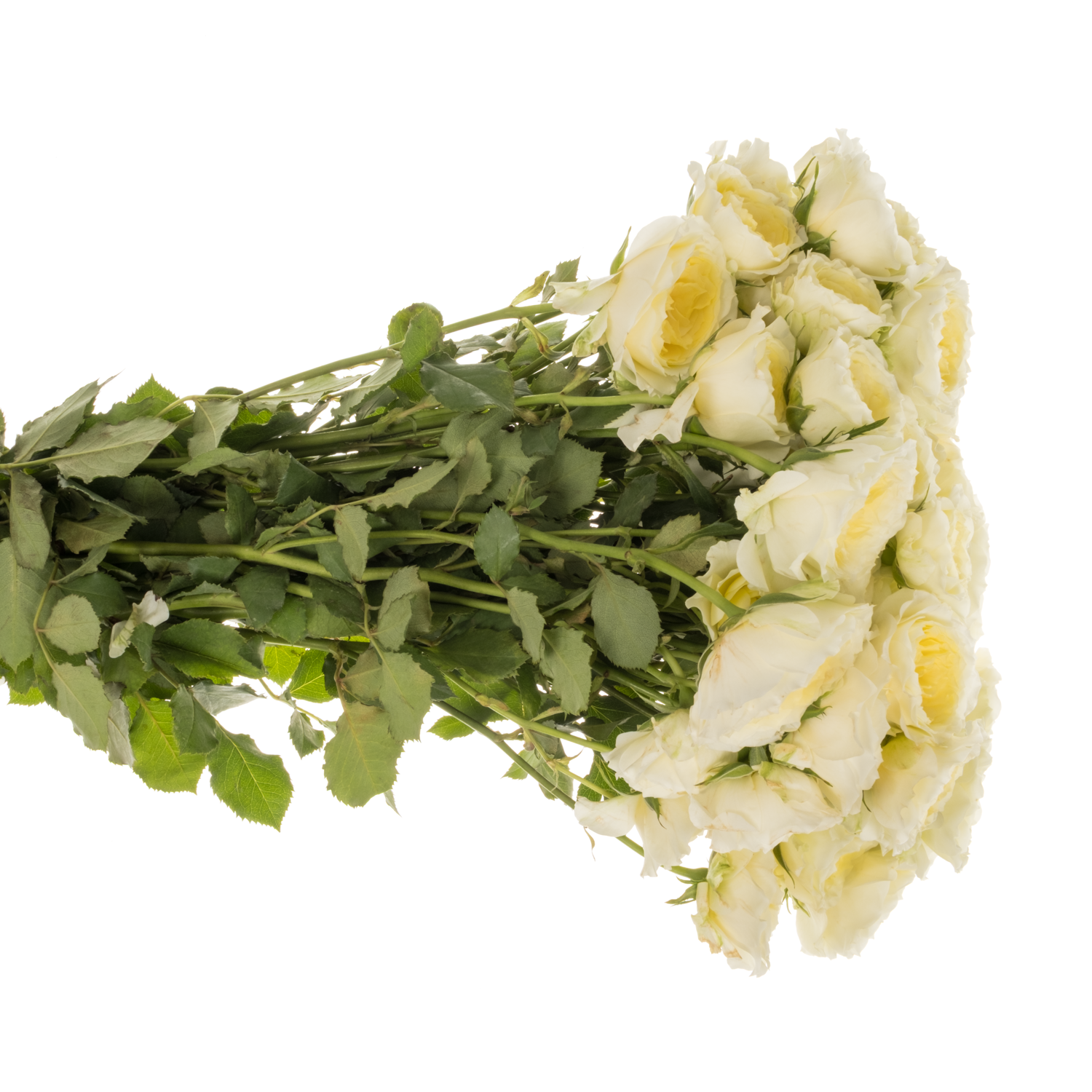 Rose verzweigt hell gelb Princess Hoshi 60cm